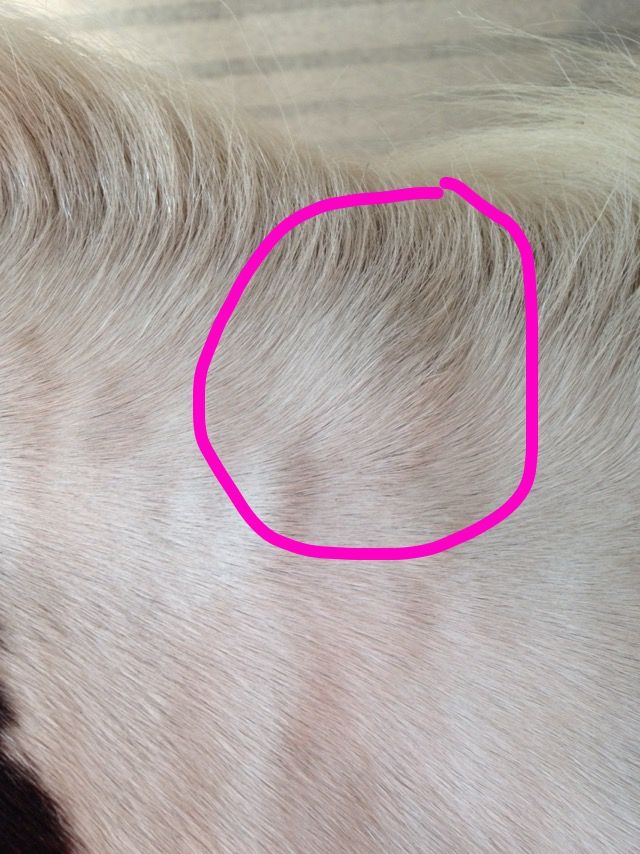Weird lump on horses neck!